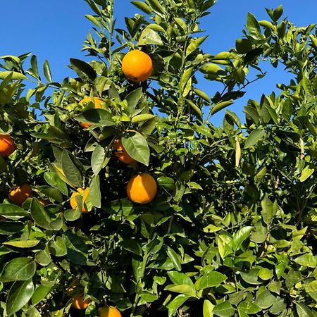 Finca Malata Turis Экстерьер фото