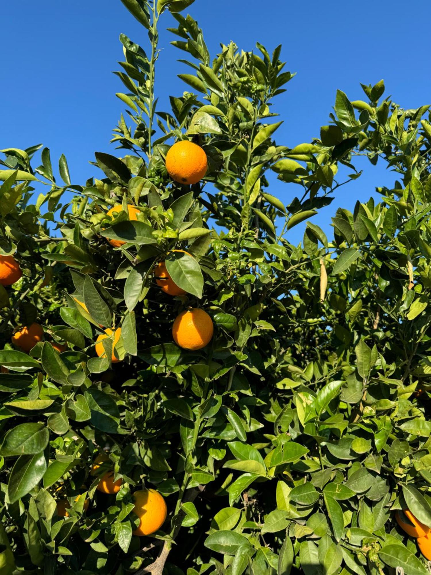Finca Malata Turis Экстерьер фото